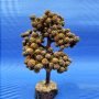 Rudraksha Tree Wooden Base
