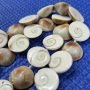 Gomathi Chakra Mala
