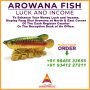 AROWANA FISH